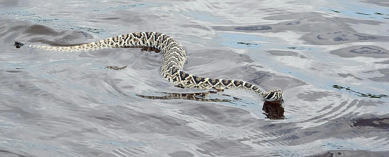东部菱形斑纹响尾蛇图片摄影