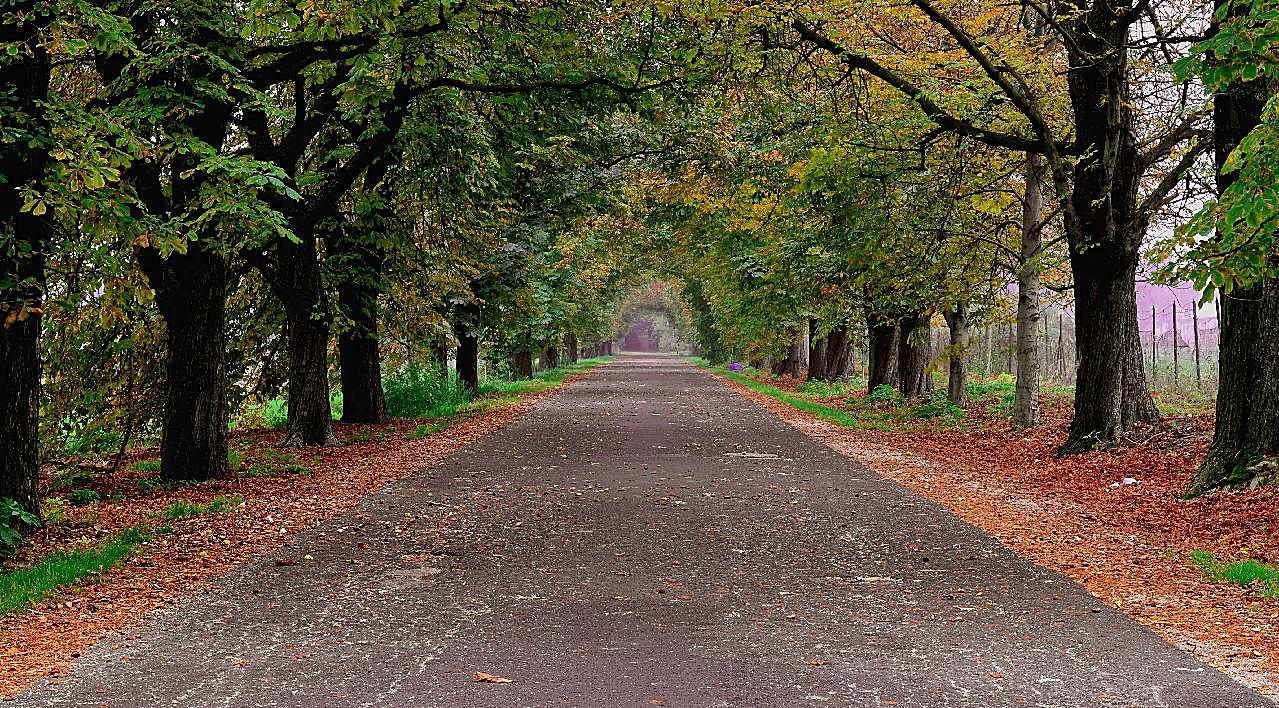 秋天树木道路图片高清