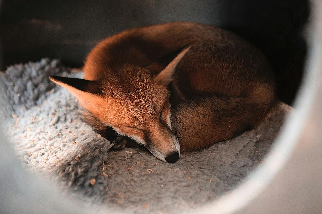 野生红狐狸睡觉图片动物图片