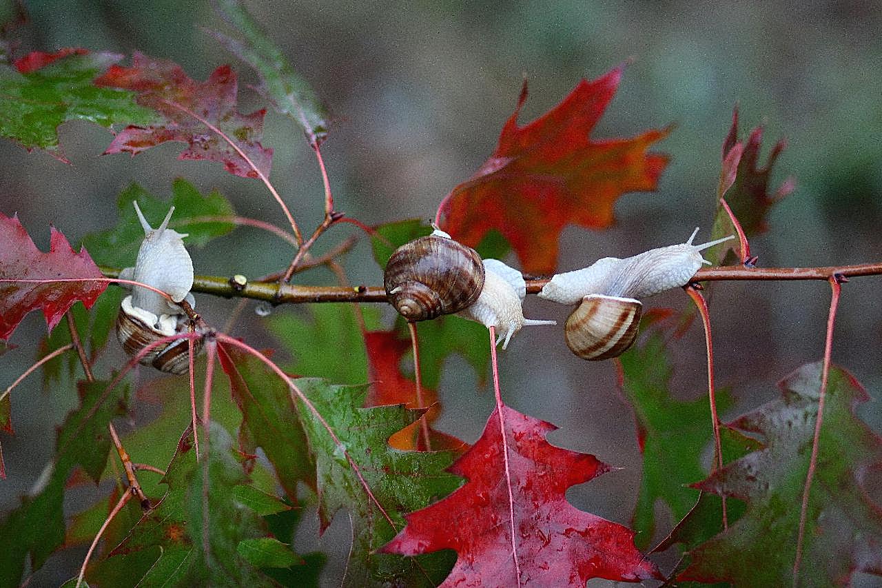 树枝上的蜗牛图片高清摄影