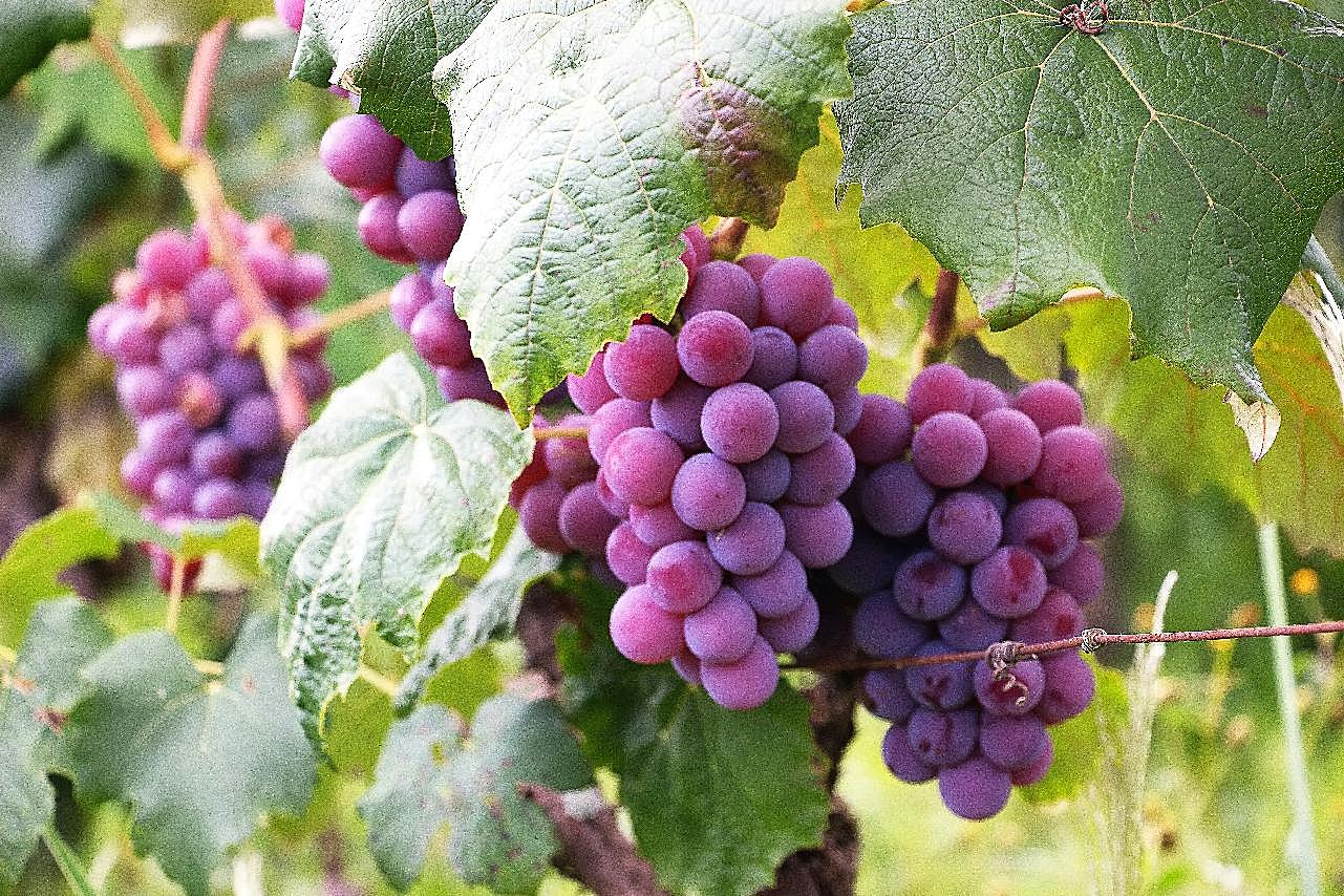 成熟紫葡萄图片水果