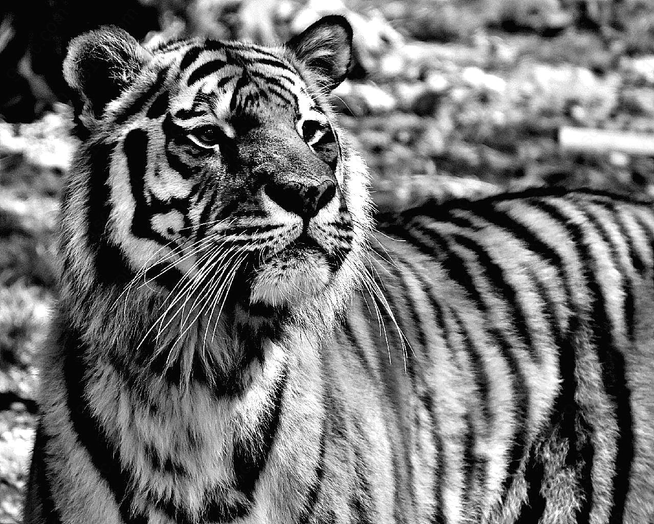 黑白图片老虎