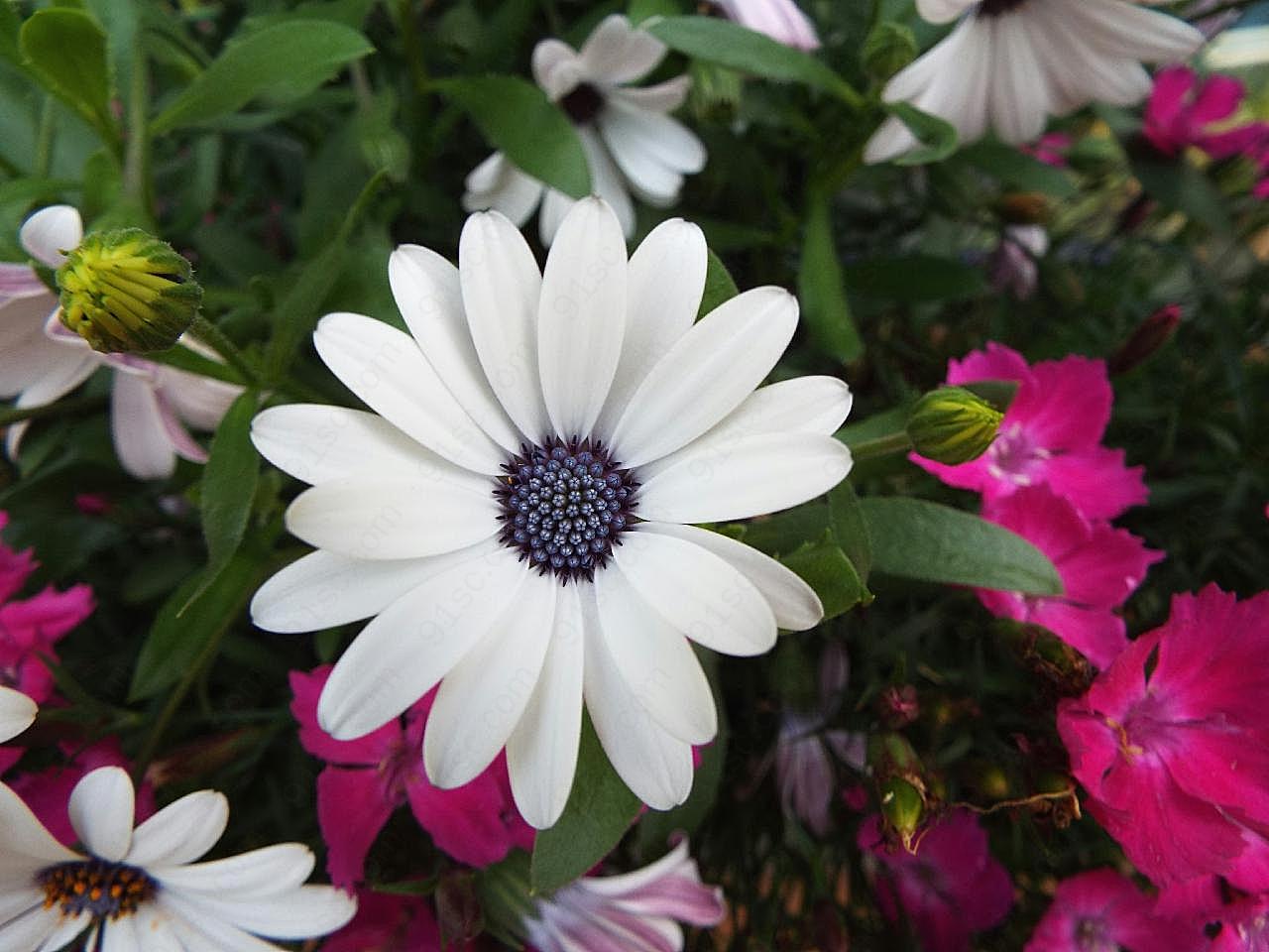 花园鲜花植物图片高清