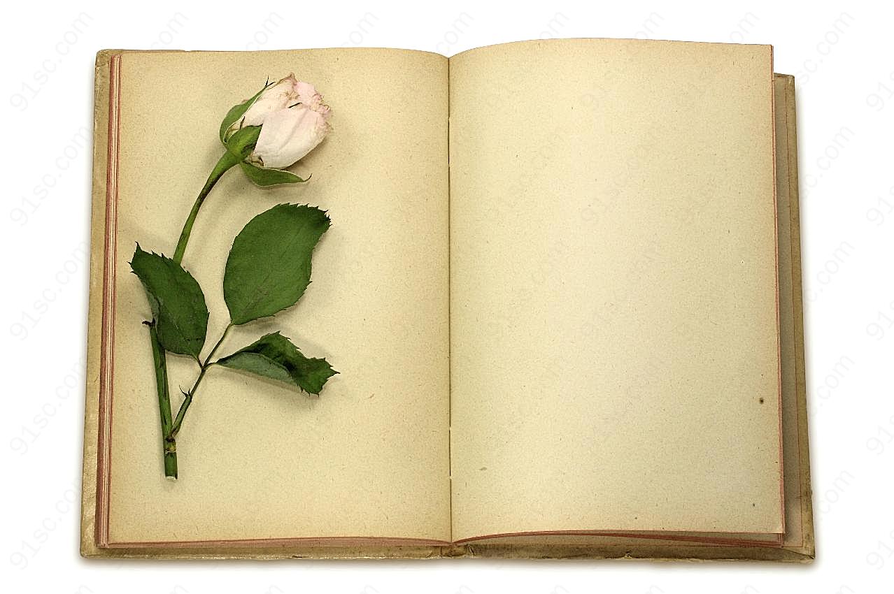 玫瑰花与旧书摄影高清