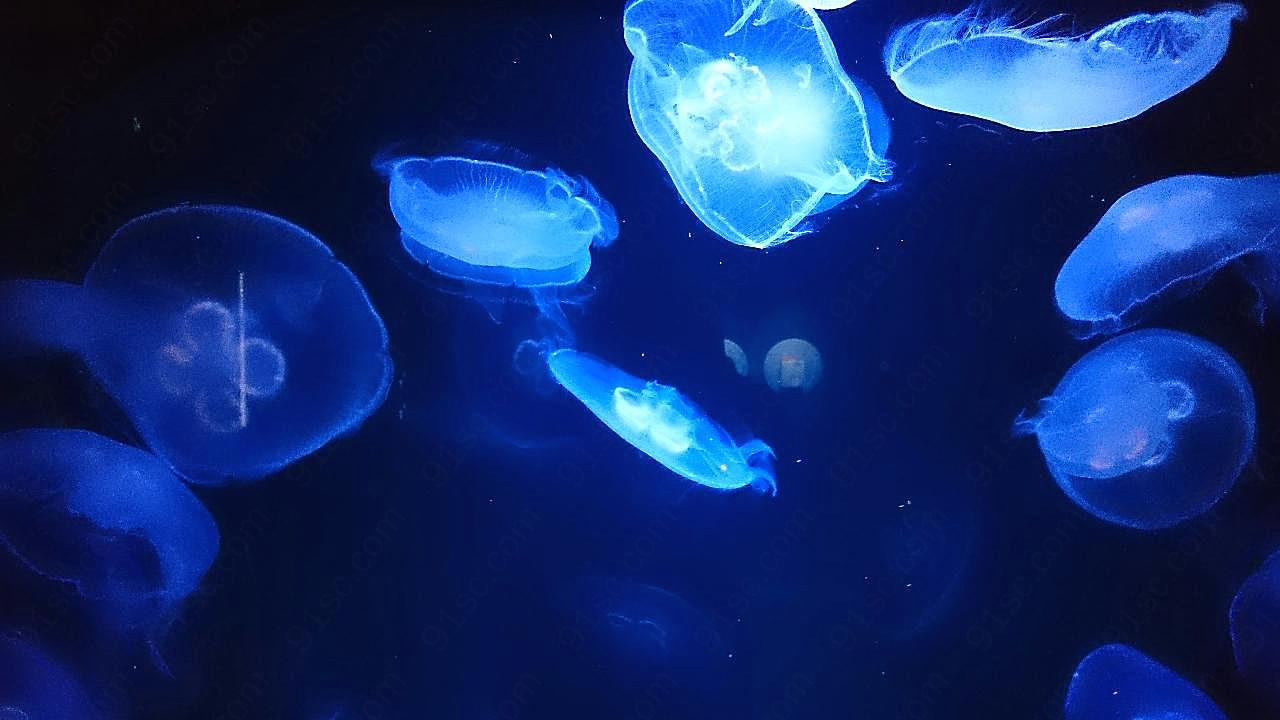 透明水母图片海洋生物