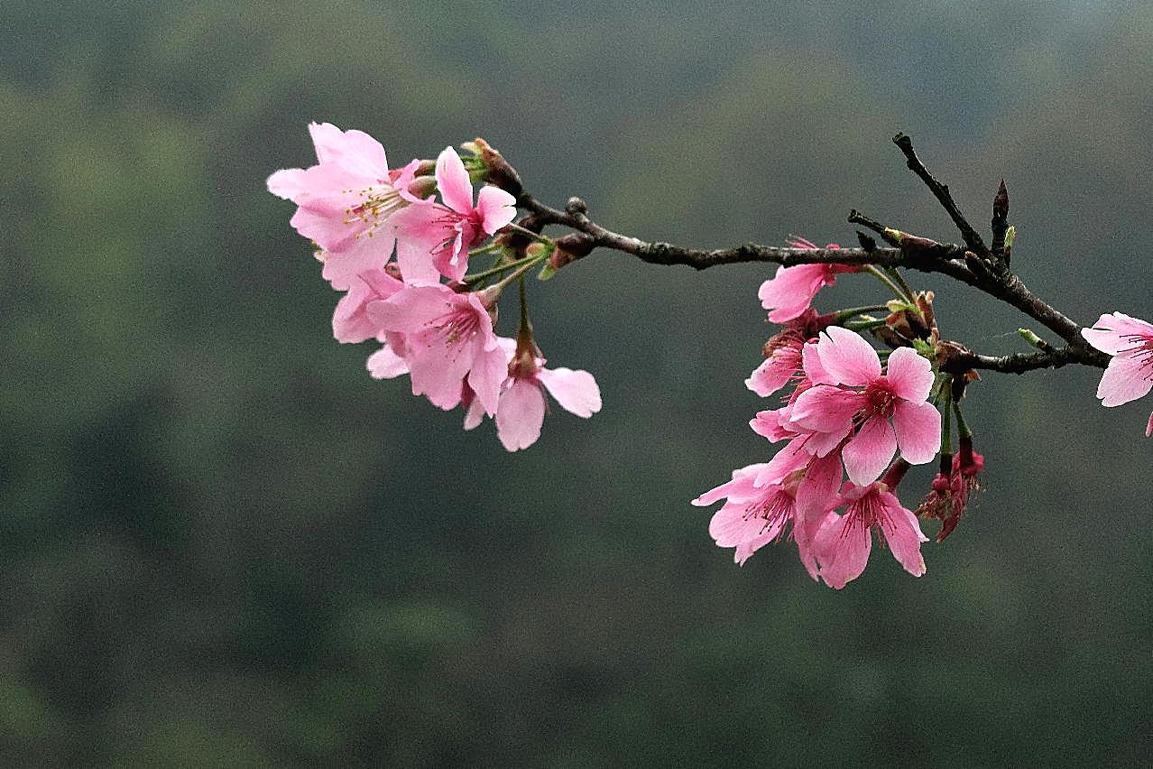 枝壁纸图片高清