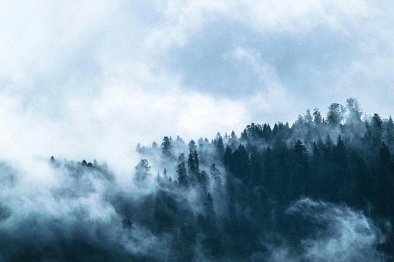 雾气森林自然风景高清摄影