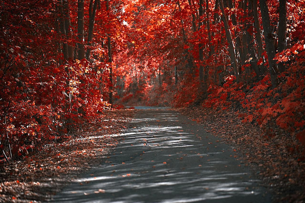秋天风景图片树林