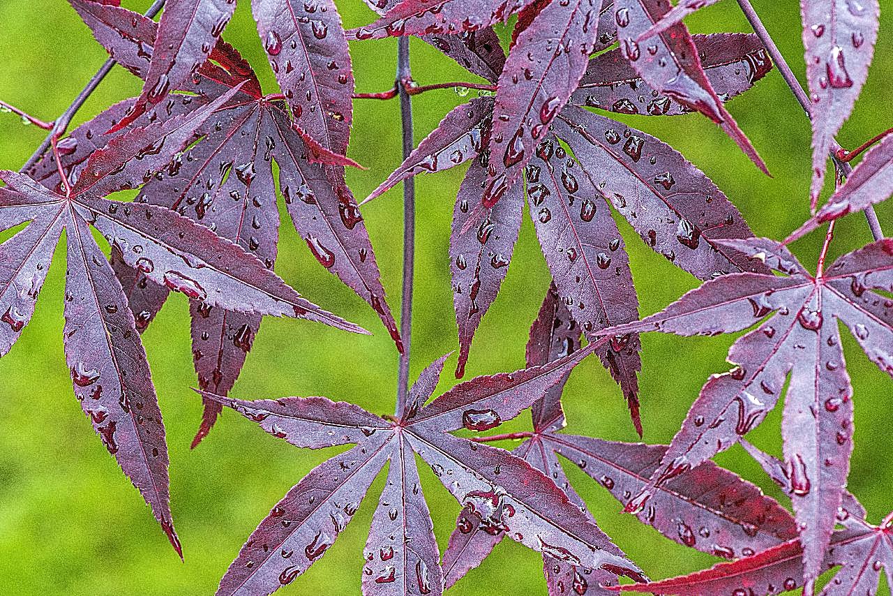 雨后红图片枫叶