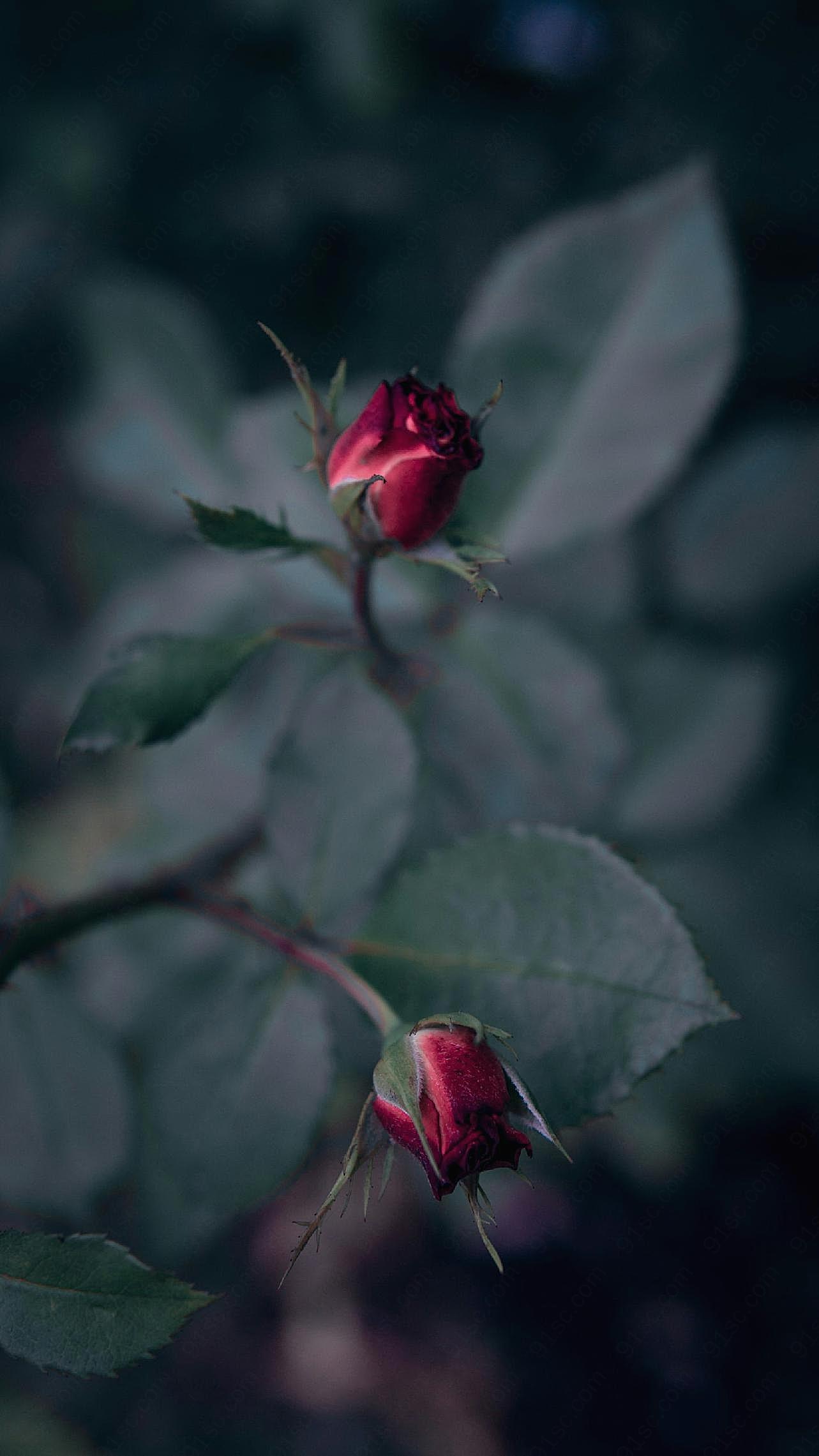 红骨朵图片玫瑰花
