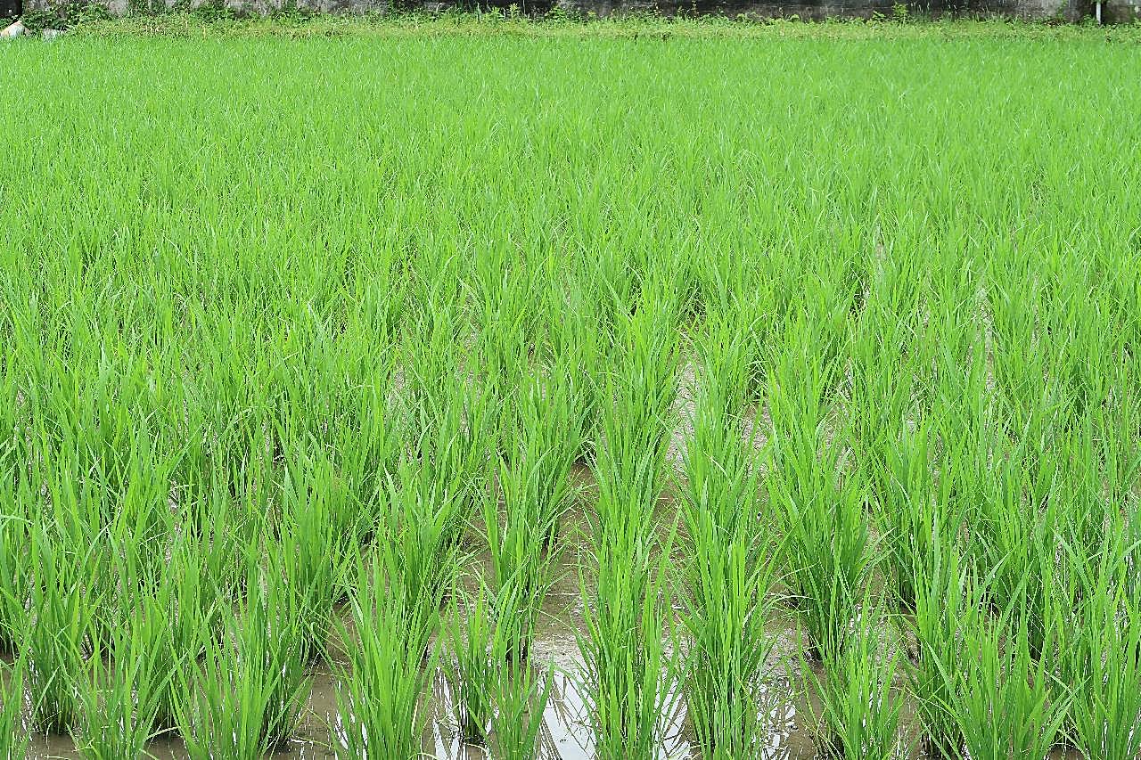 稻田水稻图片风景高清