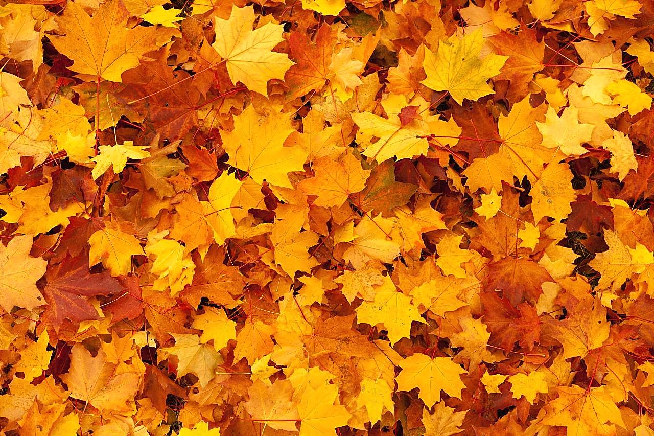 秋天落叶背景图片摄影