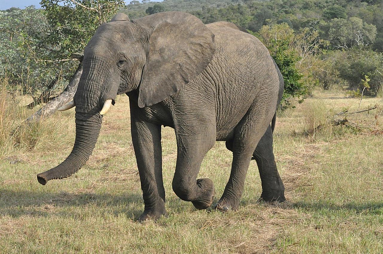 南非野生大象图片摄影高清