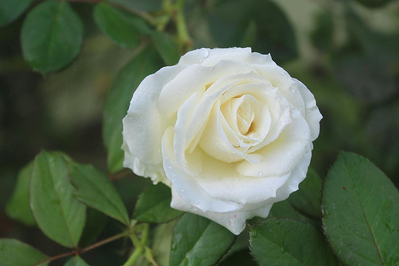 洁白朵图片玫瑰花