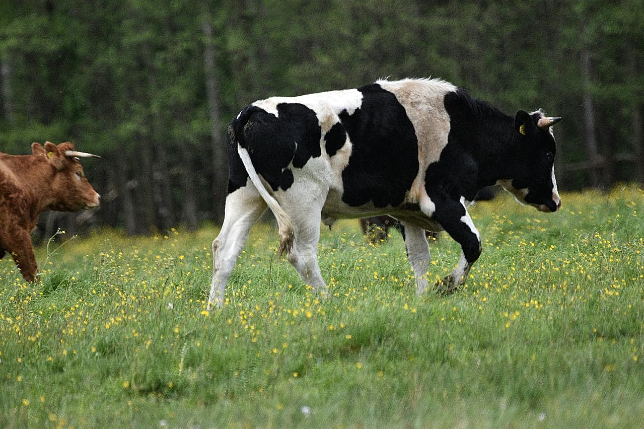 牧场放牧奶牛图片动物图片