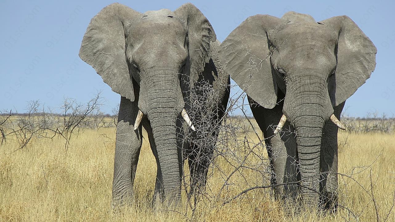 两只野生大象图片动物图片