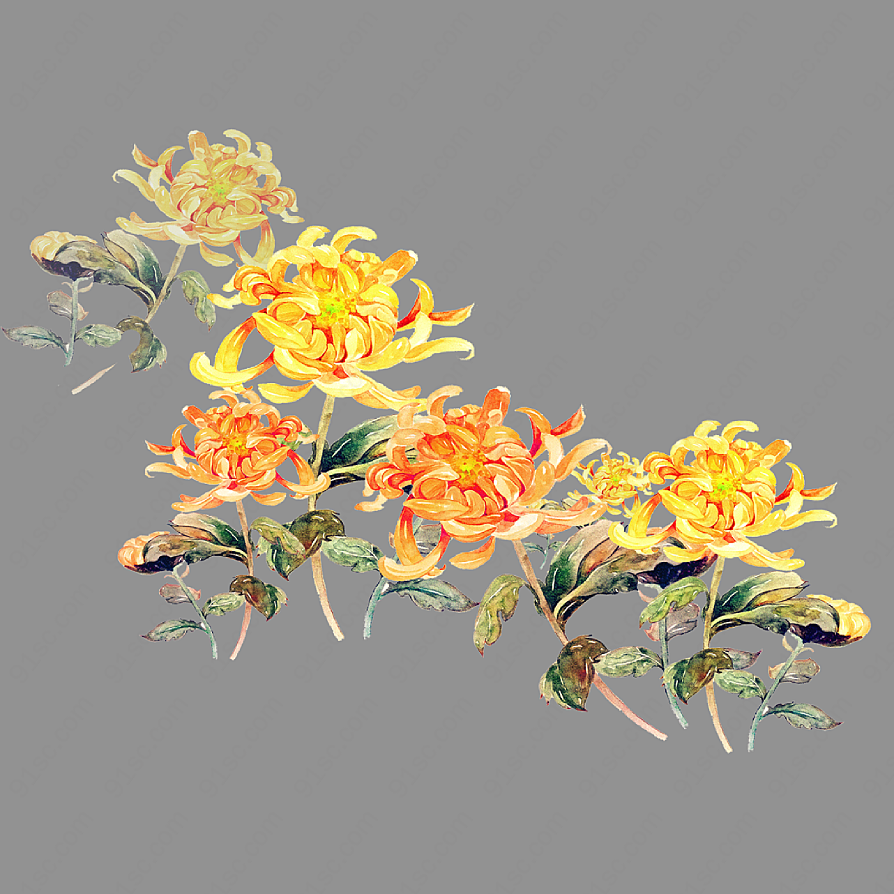 水彩菊花朵绘画艺术