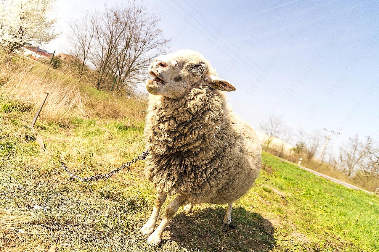 草地小羊羔图片动物图片
