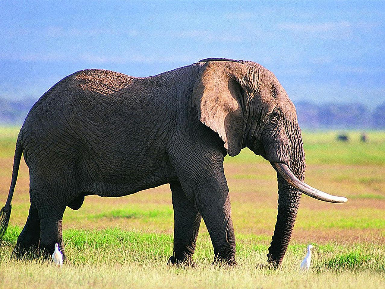 草地大象图片动物图片