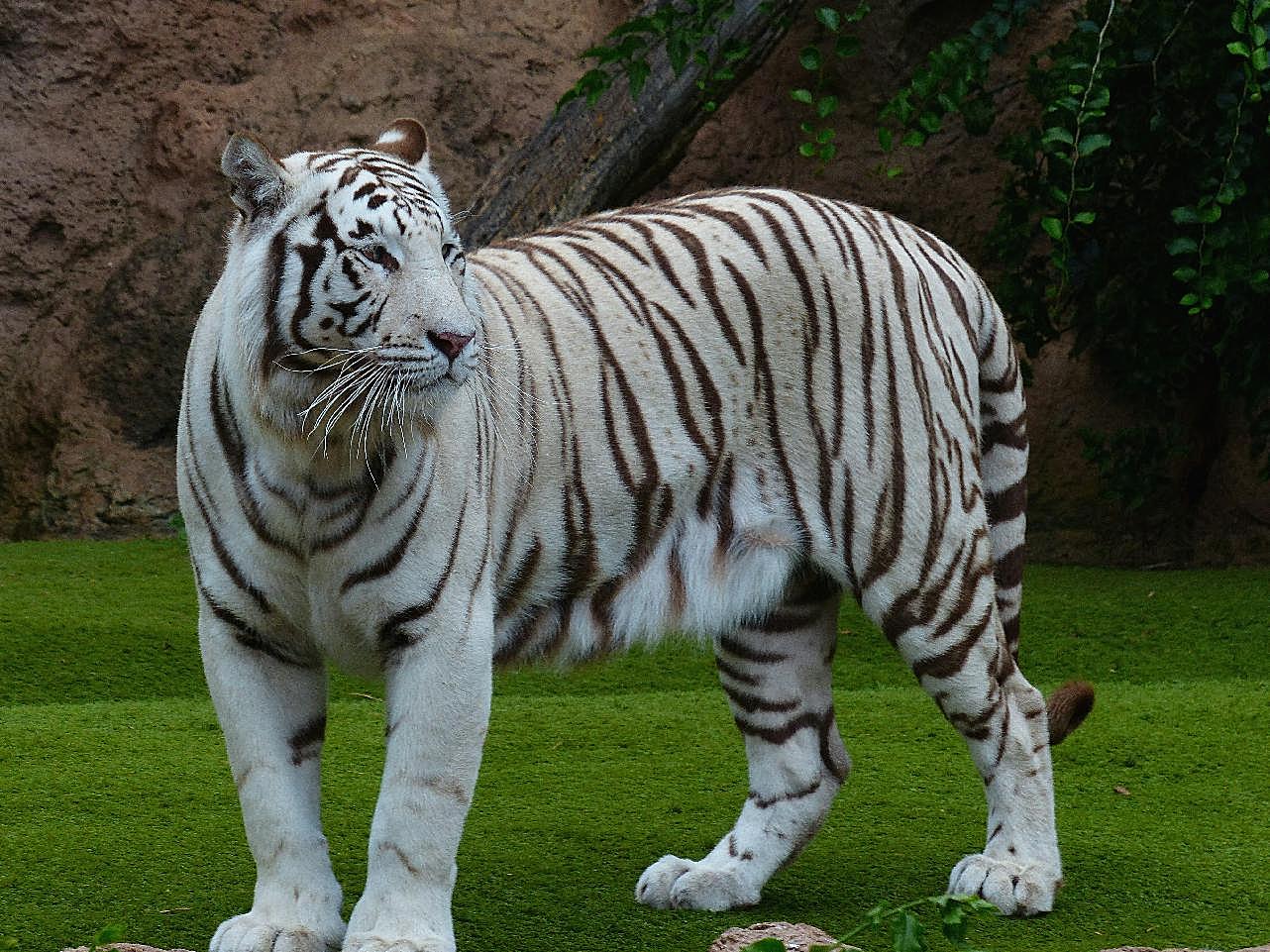动物园孟加拉虎图片摄影