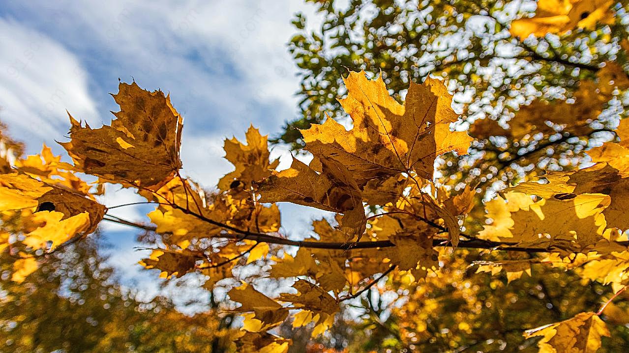 秋天枯黄图片树叶