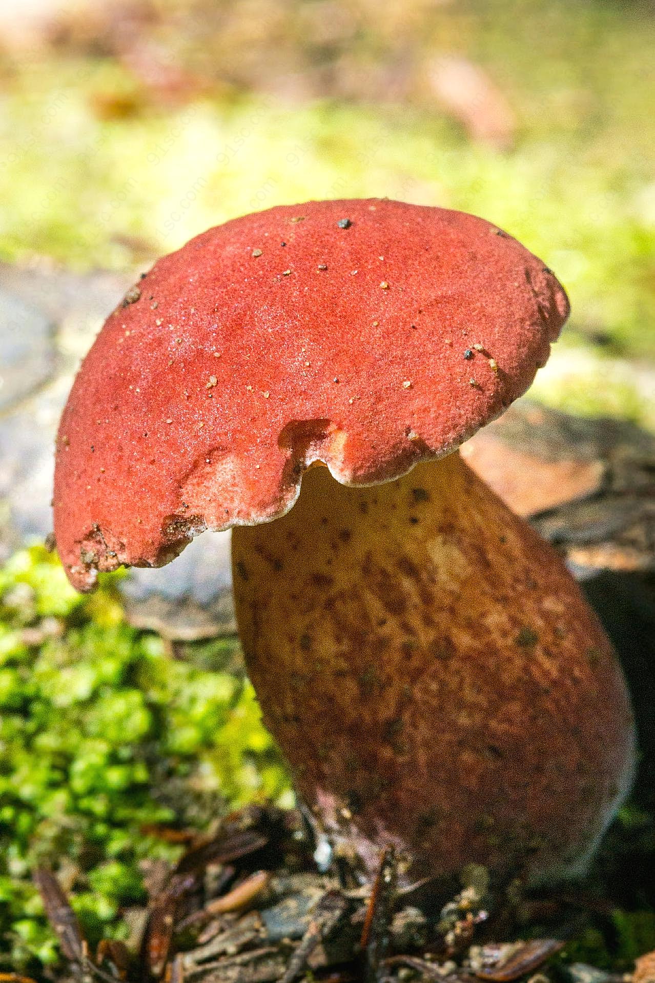 野生真菌红图片美食