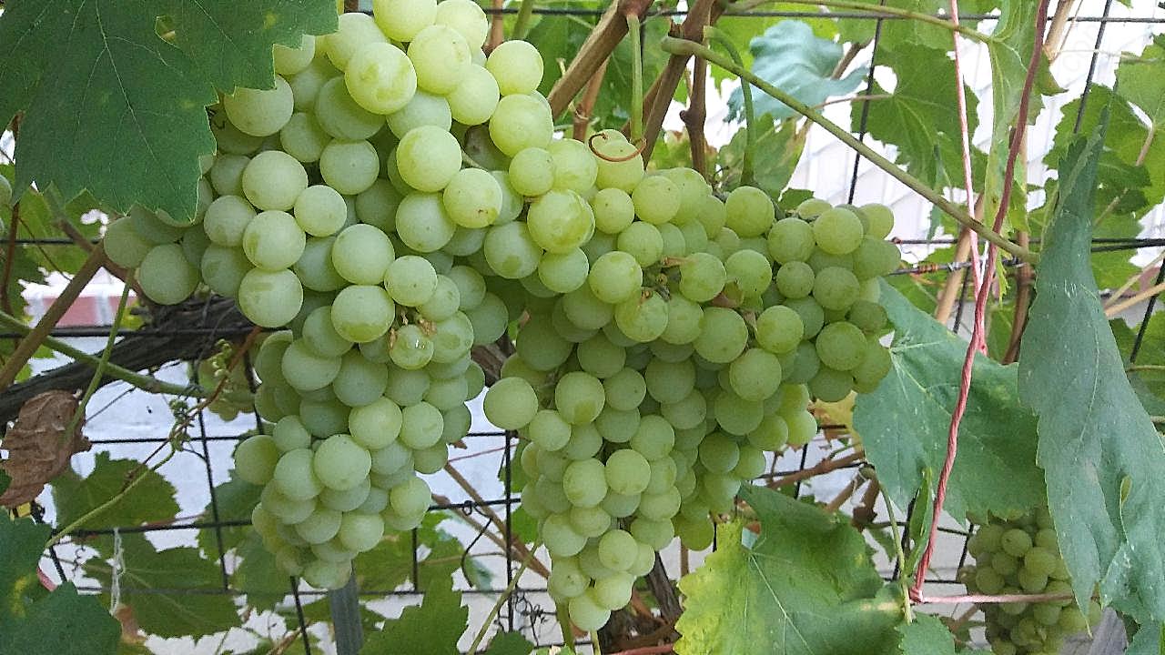 葡萄园成熟葡萄图片水果