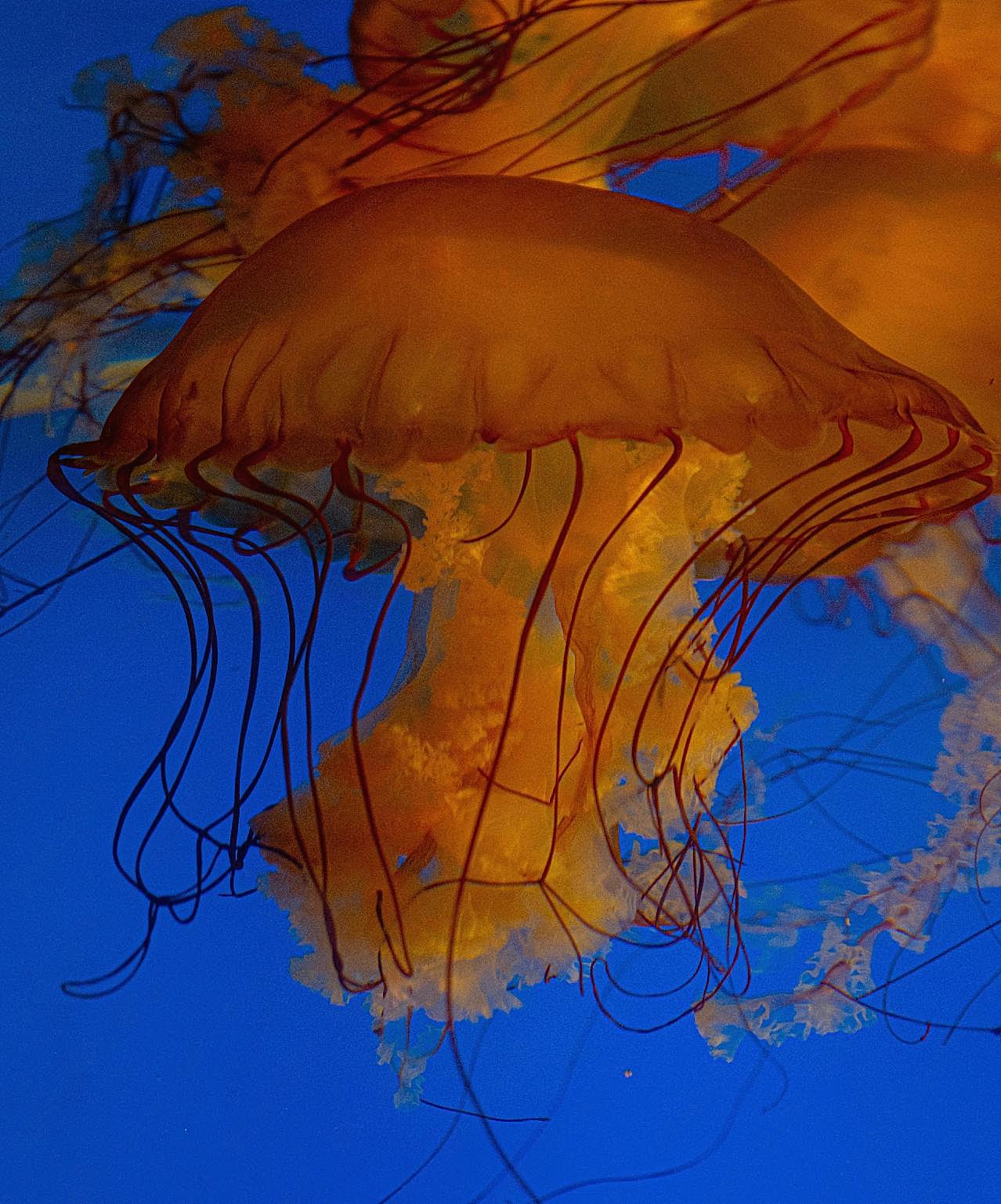 海底海蜇图片海洋生物