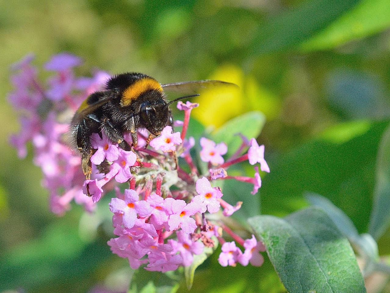 春天蜜蜂采蜜图片高清