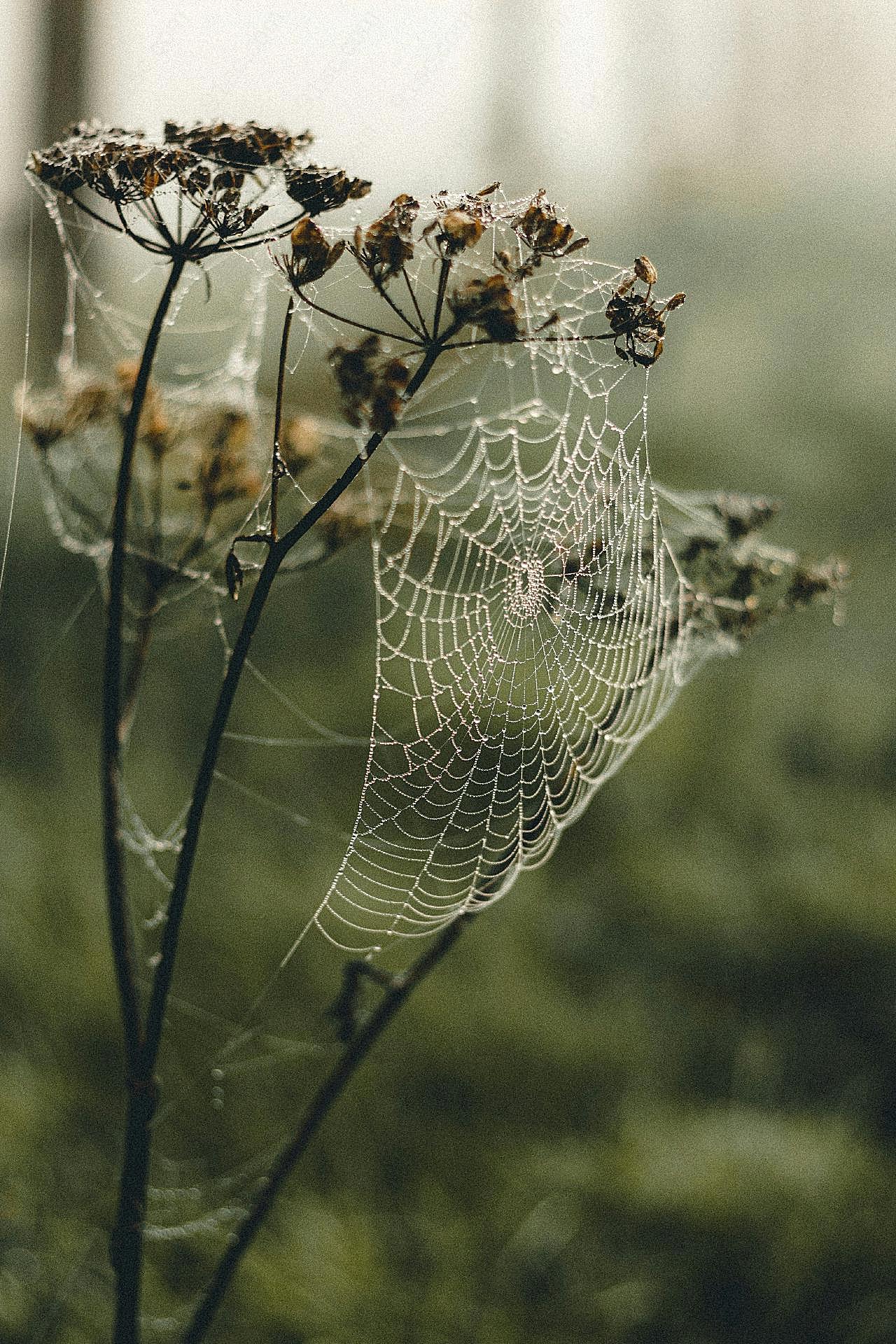 枯萎植物上的蜘蛛网图片高清生物
