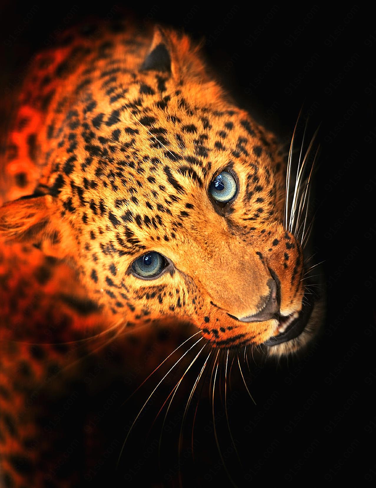 高清猎豹图片下载动物图片