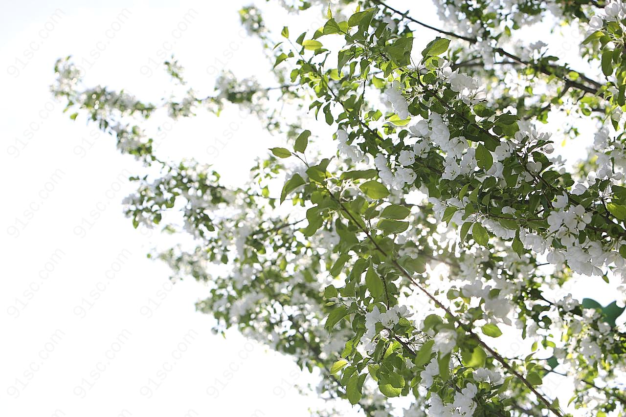 樱桃树花图片高清摄影