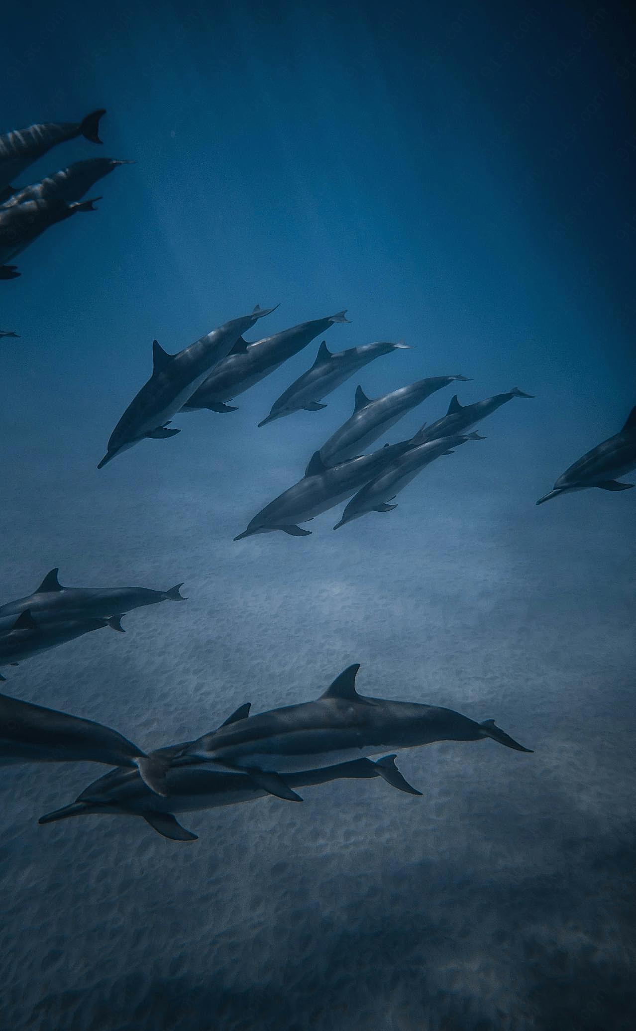 一群海豚水中游泳图片高清