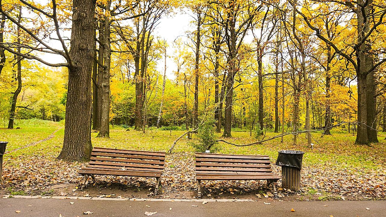 秋天公园落叶风景图片高清自然