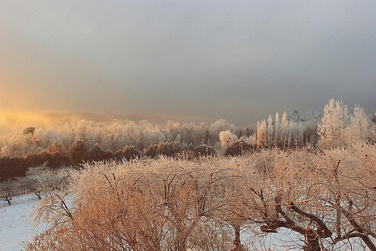 冬季结霜的树木图片摄影