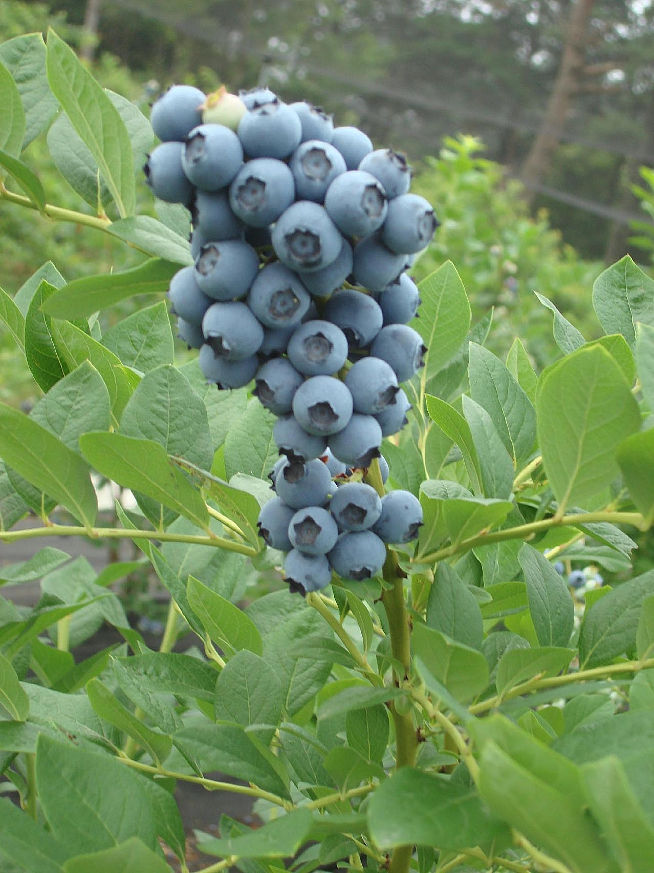新鲜蓝莓高清图片摄影