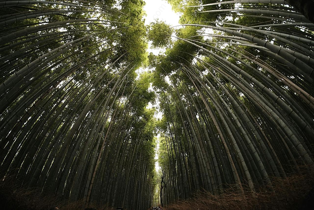 竹林摄影图片景观自然