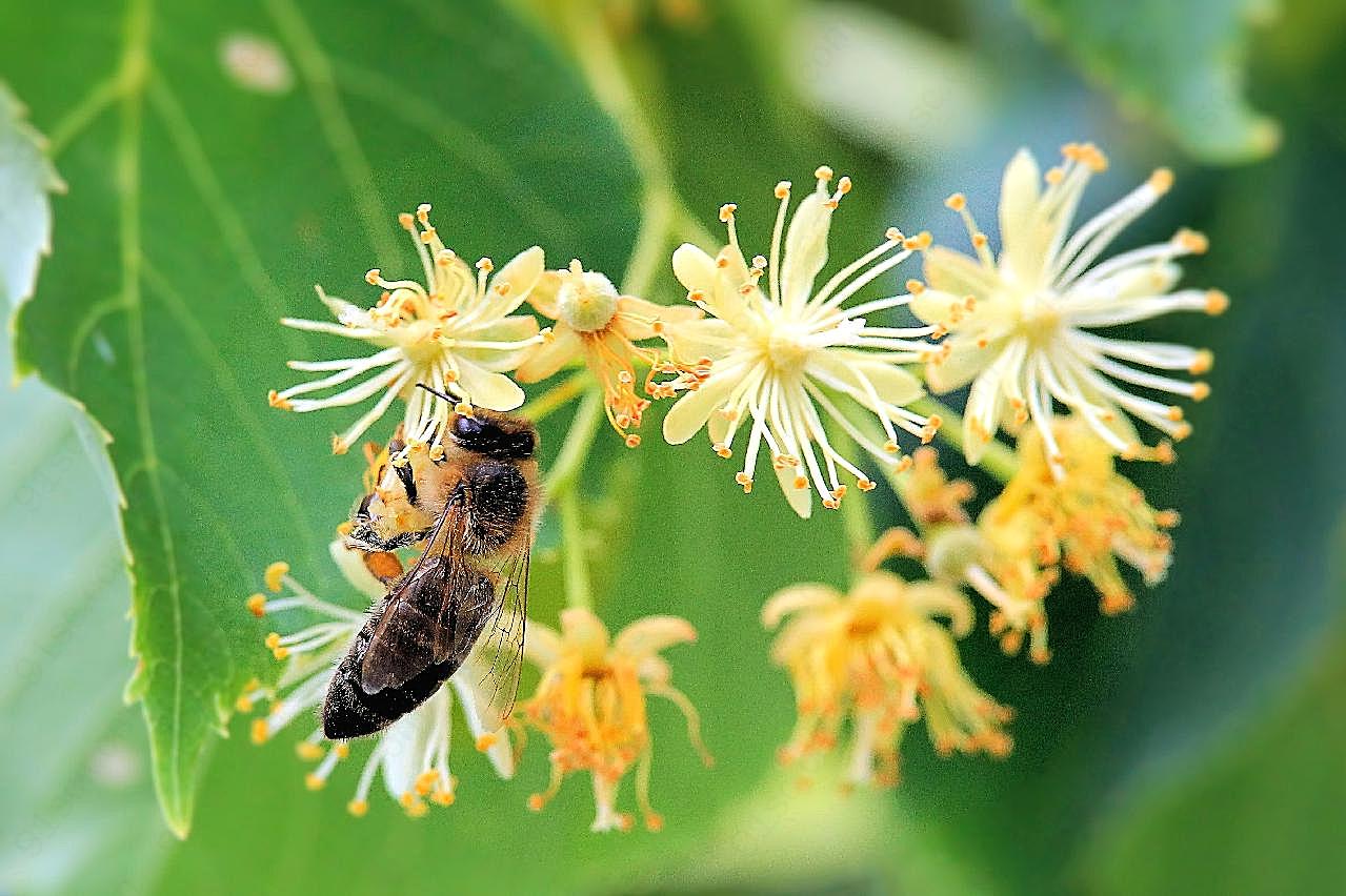 蜜蜂采蜂蜜高清图片昆虫