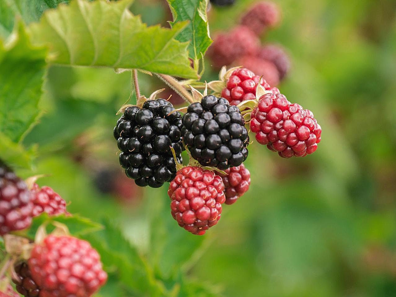 野生黑莓浆果图片高清生物