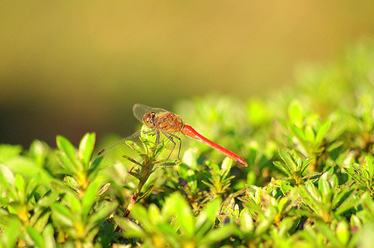 红蜻蜓休憩图片摄影高清