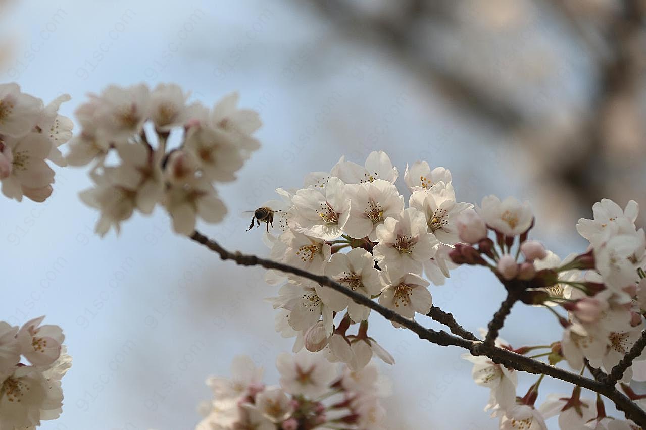 枝摄影图片樱花