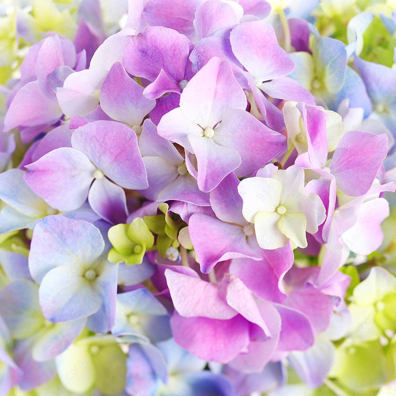 紫花朵图片摄影