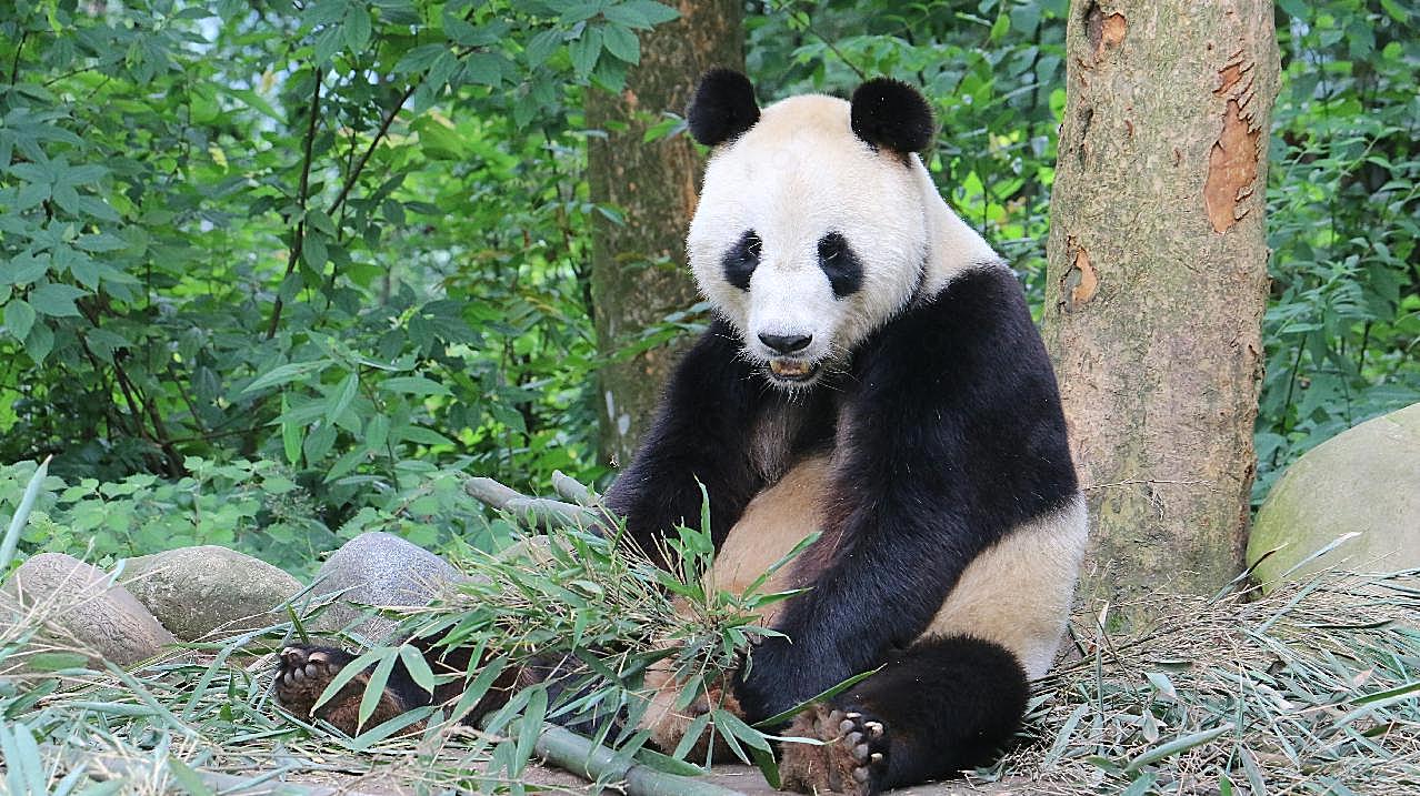 森林大熊猫图片高清摄影