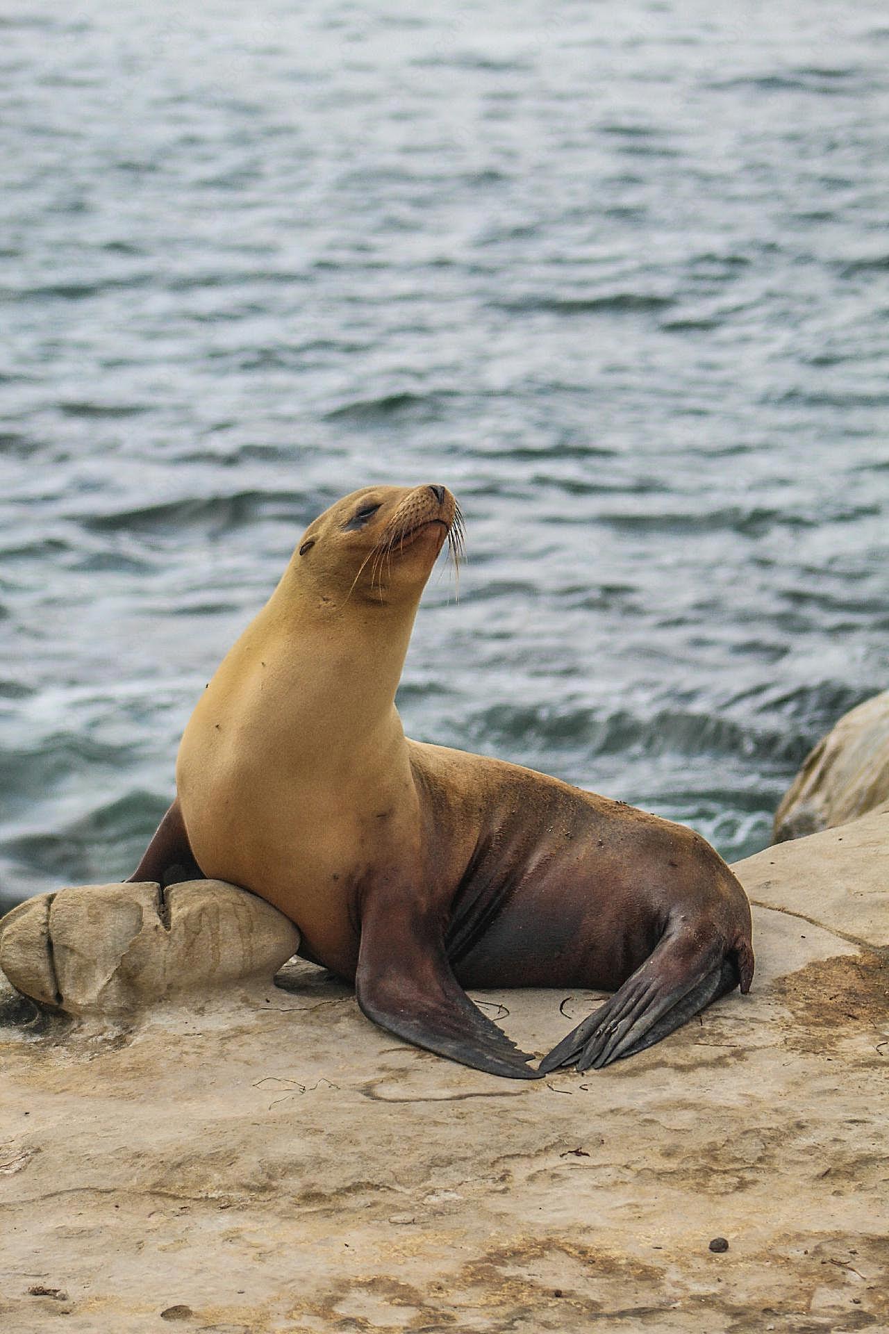 海边休息的海狮图片摄影高清