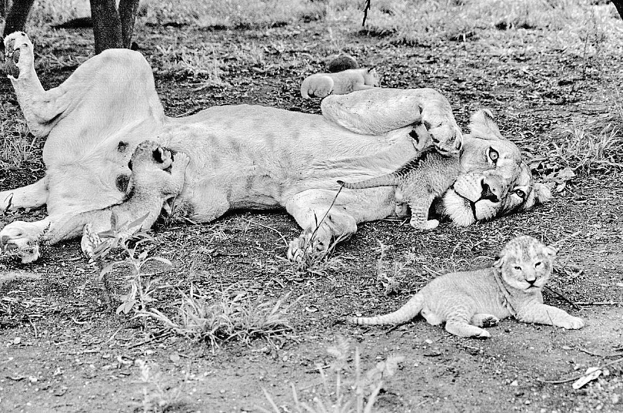 母狮子和小狮子图片摄影高清