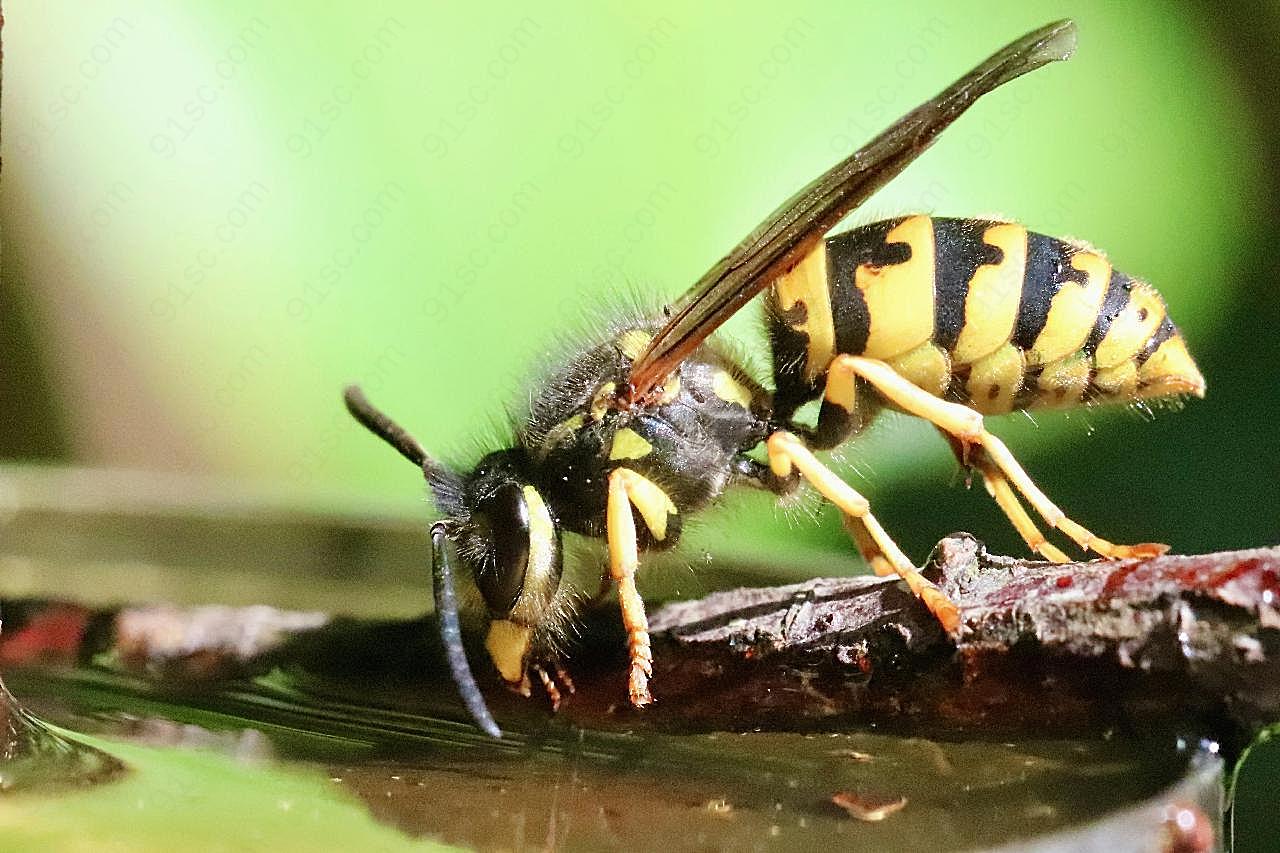 展翅蜜蜂摄影图片生物