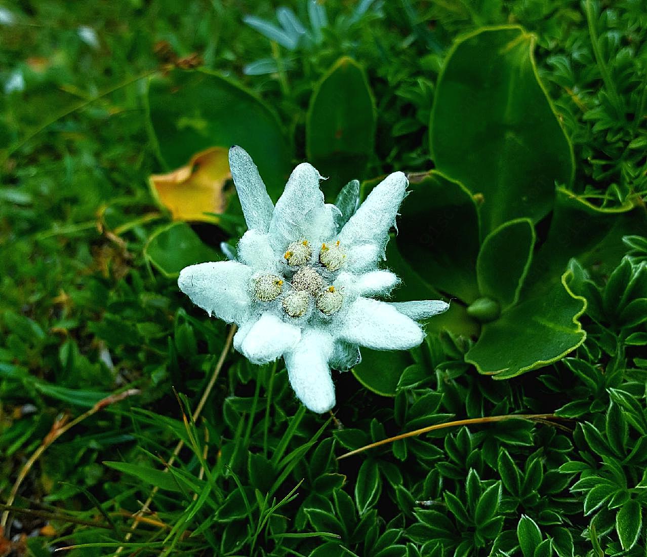 雪绒花图片高清摄影