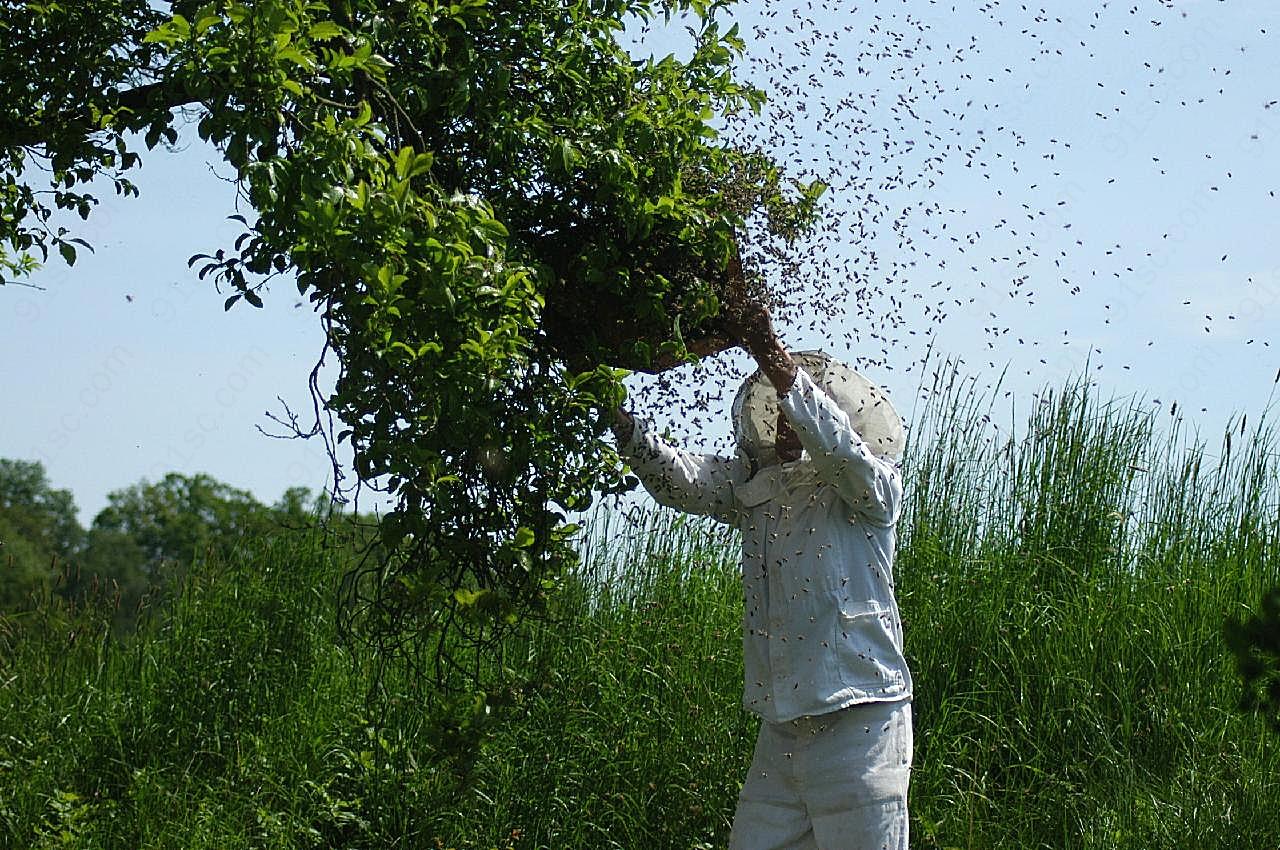 养蜂工人图片人物高清