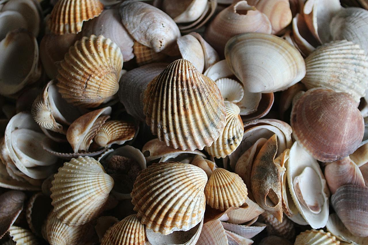 一堆贝壳图片海洋生物