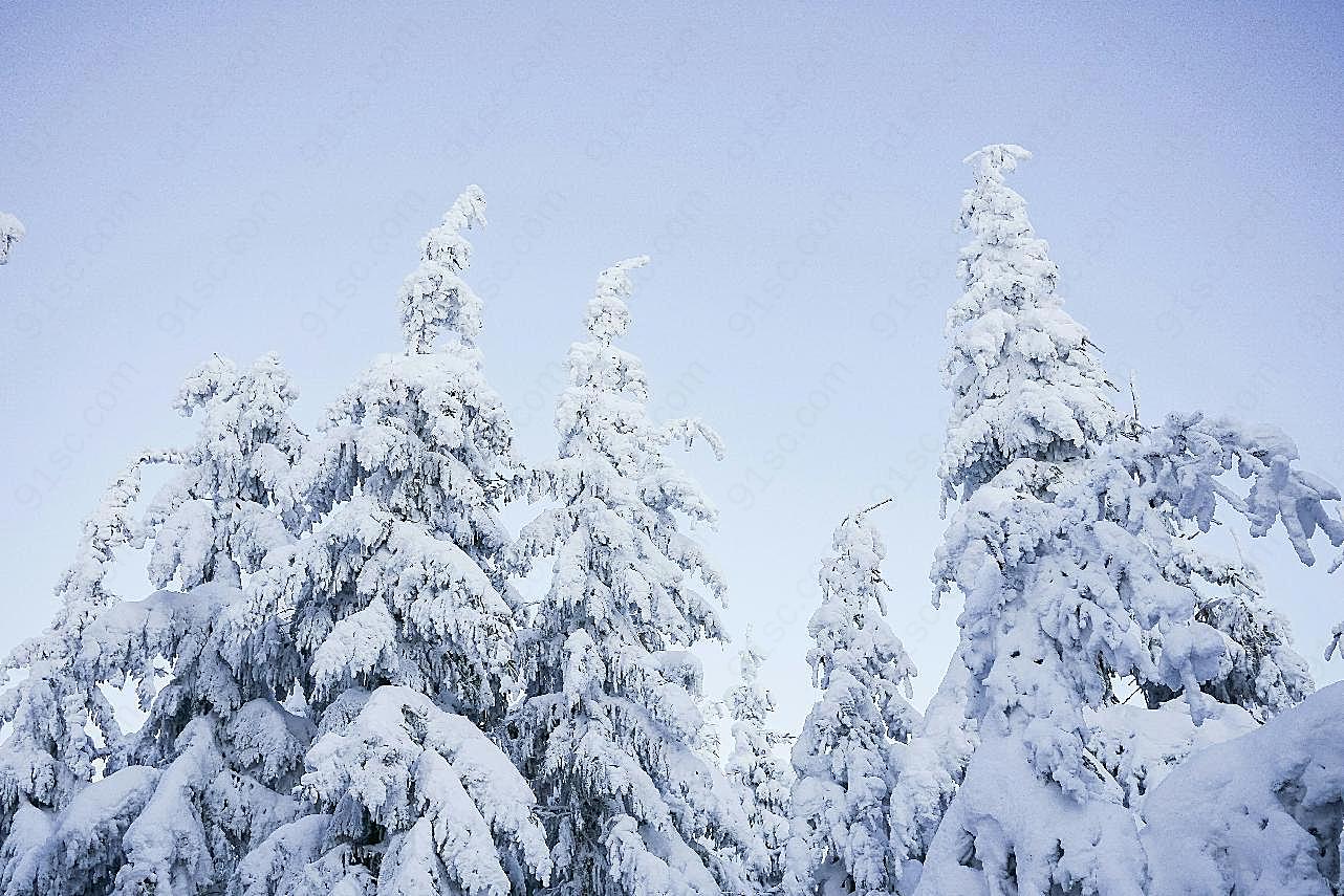雪树图片摄影